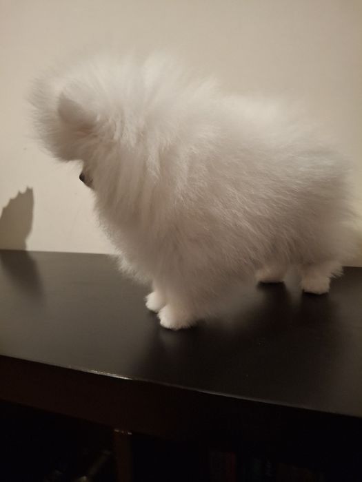 Spitz Alemão Anão Macho Branco (Lulu da Pomerânia mini)