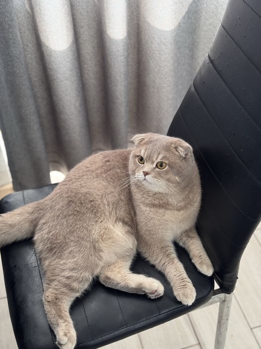 Вязка кота шиншила + британец