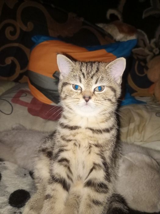 Шотландские, породистые  котята, готовы к переезду. Одесса