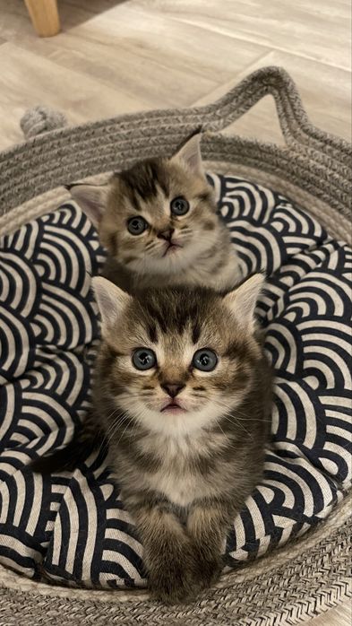 Девочки шотландские, скотиш страйт с прививками, чипом