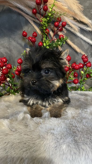 Йорочка-міні дівчинка