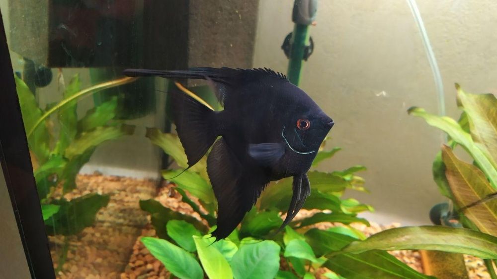 Скалярії  (angel fish)