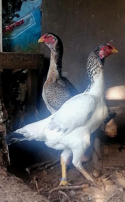 Galgos/Galinhas Raça Pura Shamo