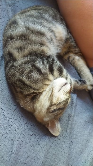 Отдам котёнка-тигрика