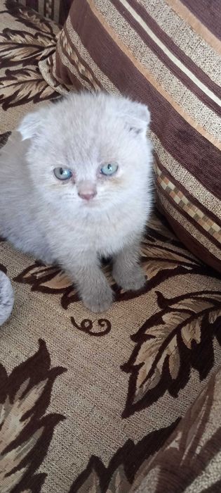 Продаюся котики дата н.р. 15.04.2024