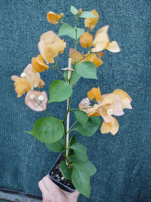 Бугенвиллия одеса бугенвілія садова та кімнатна