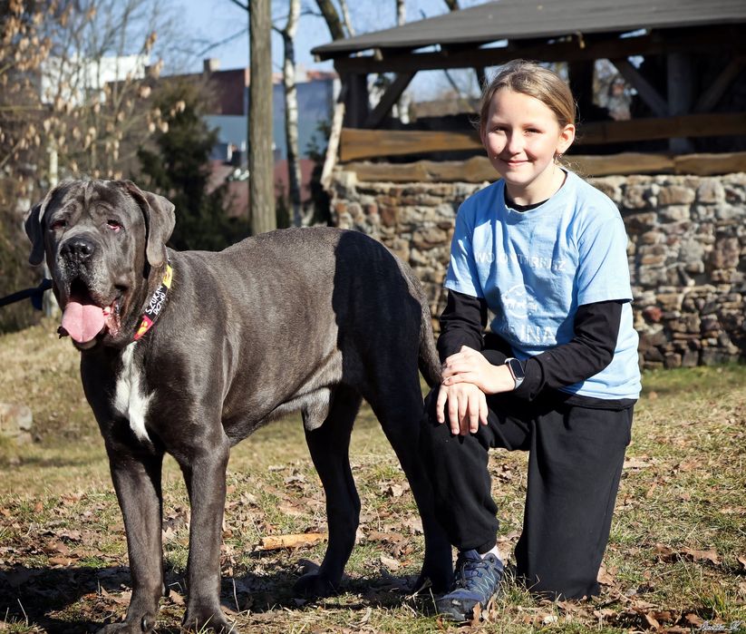 Szukamy domu dla Bazyla - Cane Corso