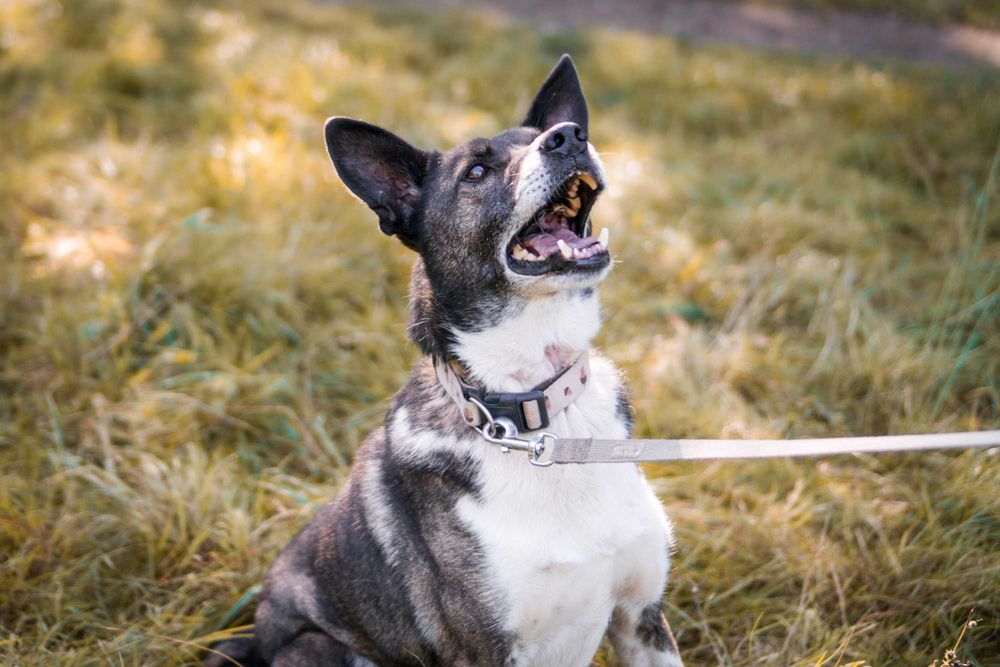 11 letni Salto do adopcji!
