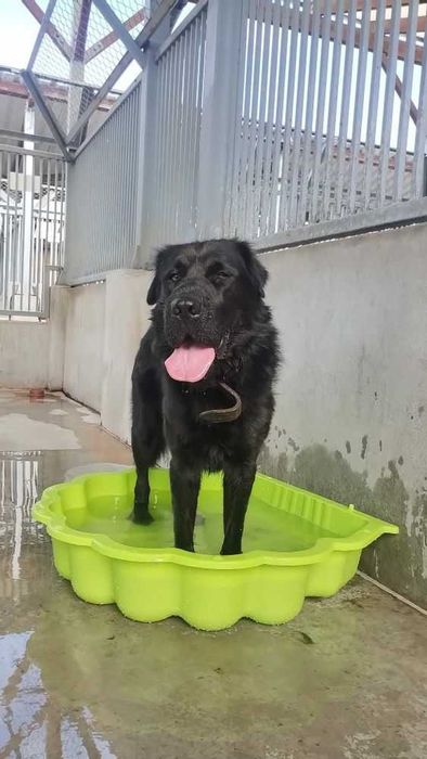 Pies Max w typie nowofundlanda do adopcji!