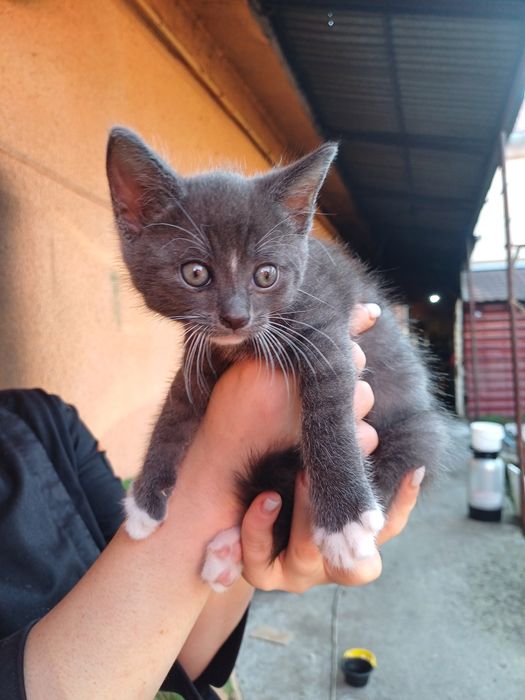 Віддам кошенят у добру люблячу сім'ю