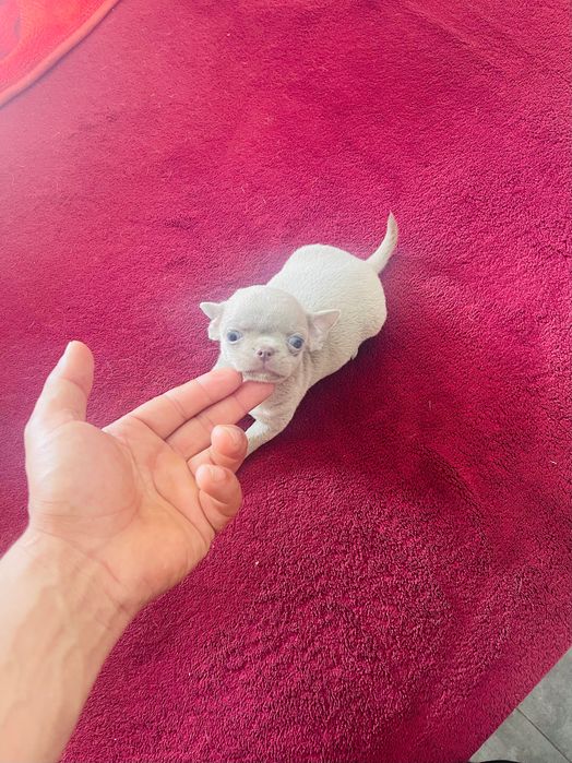 Chihuahua miniatura pelo curto