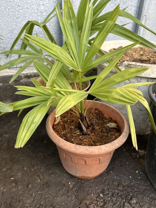 Пальма Трахикарпус