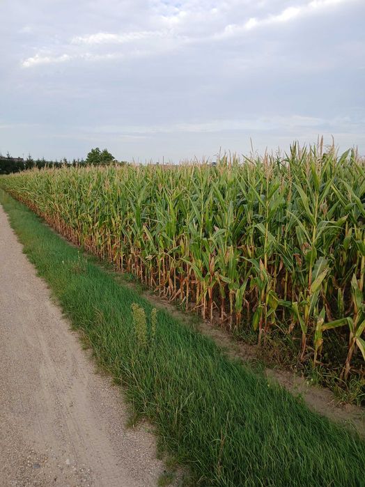 Ziemia rolna z możliwością zabudowy - Widok 4