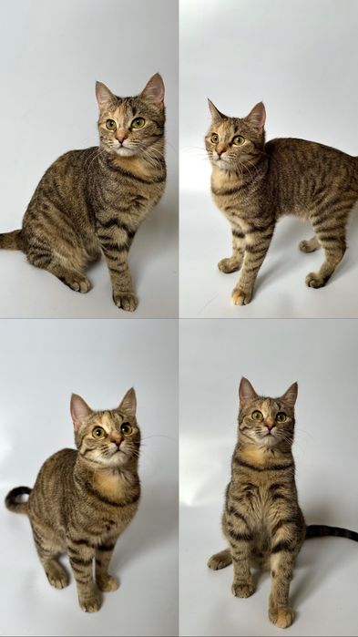 Котёнок кошка полгода