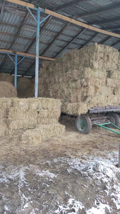 Продам сіно Киів обл в тюках, власник. Самовивіз.  Доставка сіна.