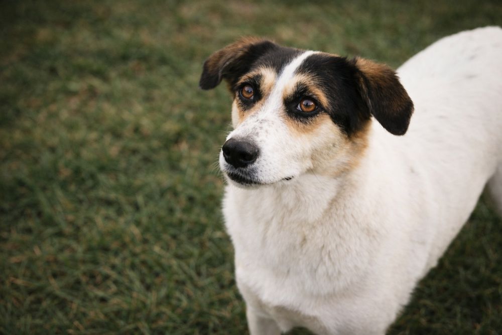 Żelka 3 letnia suczka do adopcji