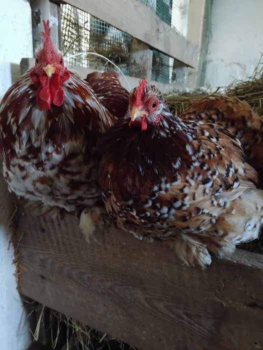 Jajeczka lęgowe od kochinow miniaturek  4,50  Brzesko Malopolska,  nie wysyłam.