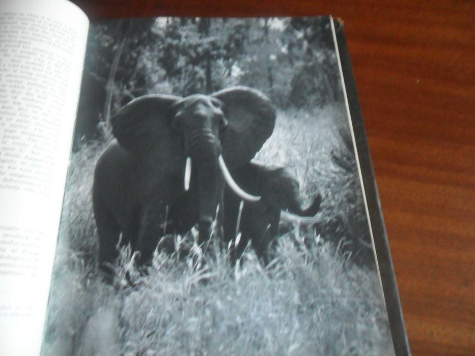 "Santuário Bravio- Wild Santuary" de José Maria d'Eça de Queiroz- 1964