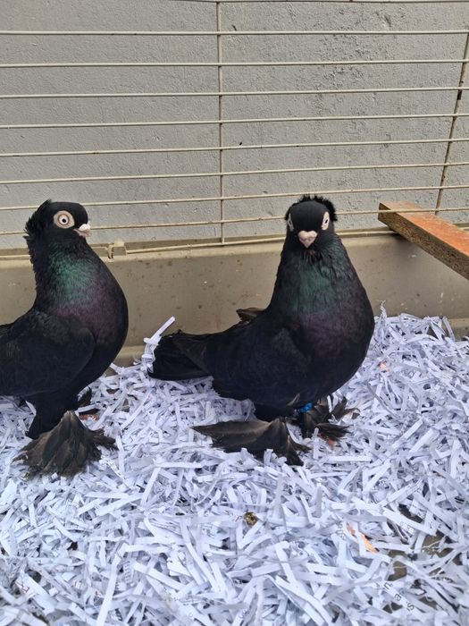 Gołebie ozdobne wywrotki mazurskie