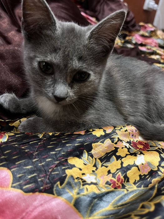 Шукає добрі руки кошеня