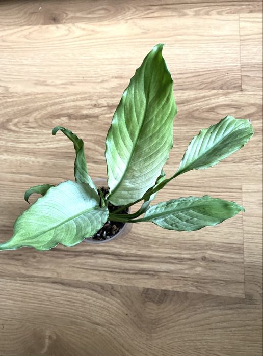 Spathypyllum ghost dla p. Marcina