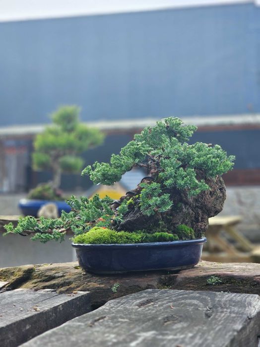 bonsai juniperus procumbens ishisuki