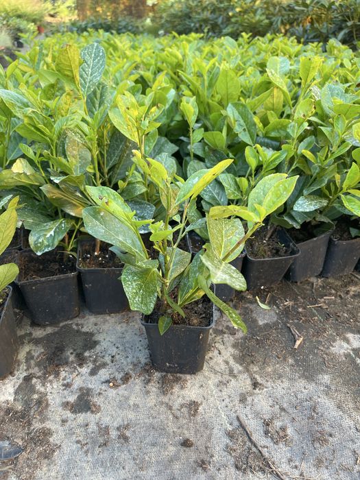 Laurowiśnia Kaukaska  Novita 30-40 cm 25 zł