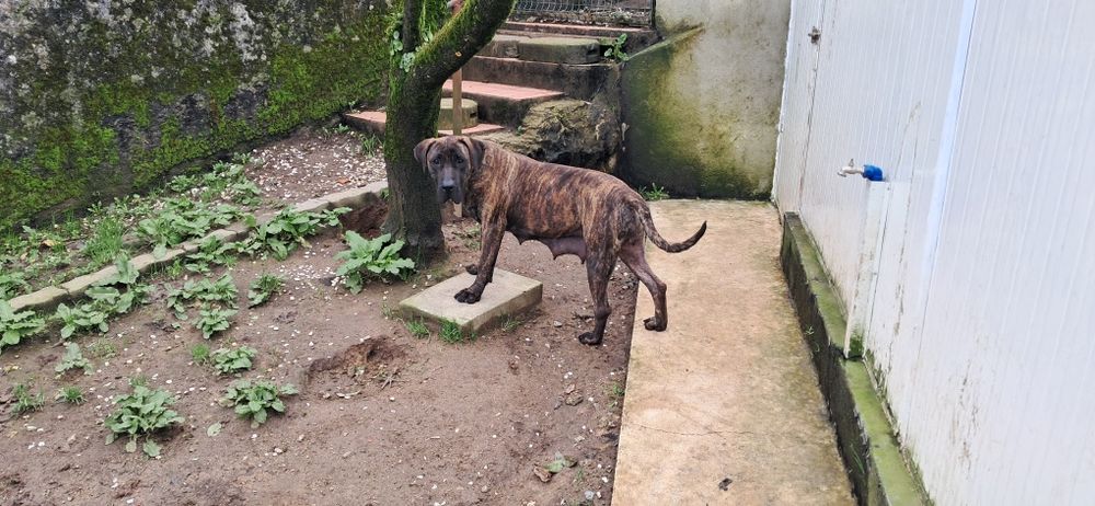 Presa canário excelente guardião