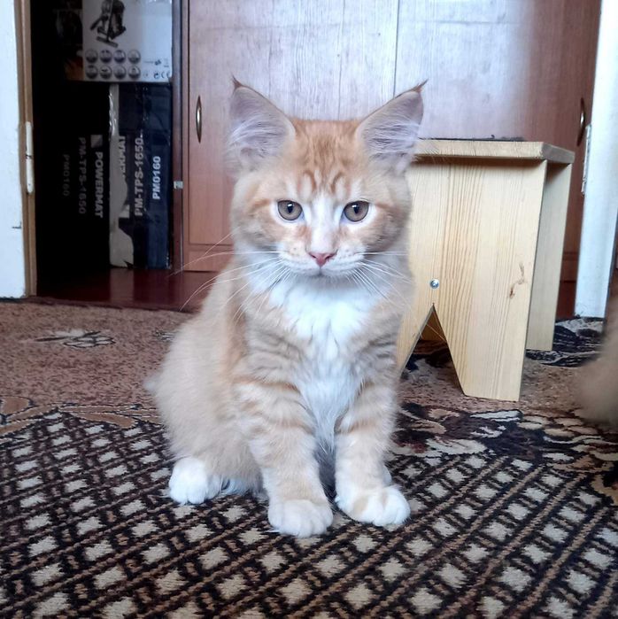 Мейн кун кошенята