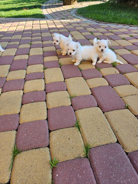 Szczeniak Maltańczyk