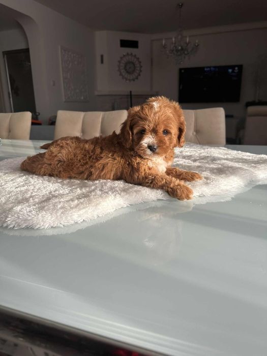 Cudowna sunia Cavapoo