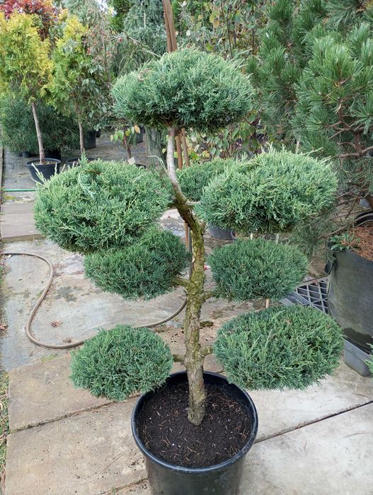 Bonsai z jałowca sprzedam