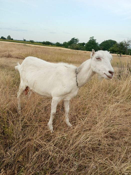 Продам дійну козу! 2200 торг