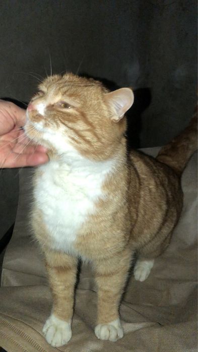 Шикарний котик в люблячу родину
