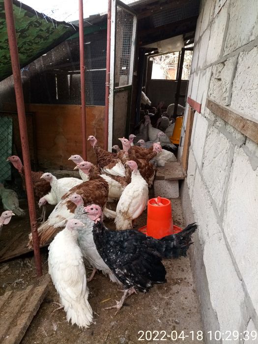 Суточные и подрощеные индюки.В наличии.