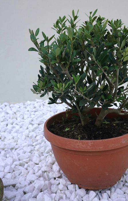 Олива європейська кущова бонсай bonsai Bush B20-25 Olea europaea Іспанія