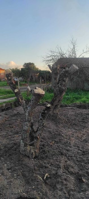 Várias Oliveiras Antigas para Jardim