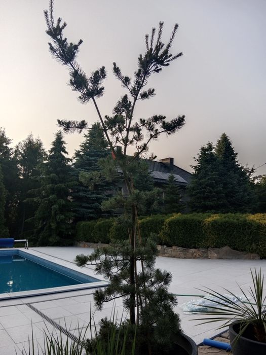 Duża sosna bonsai