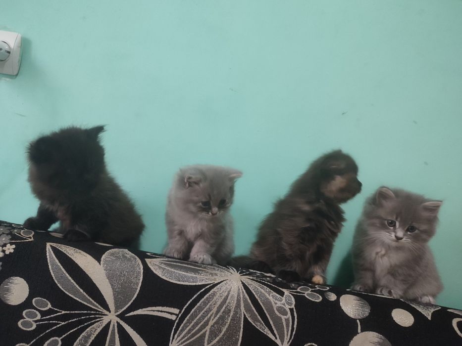 Віддам котиків малих