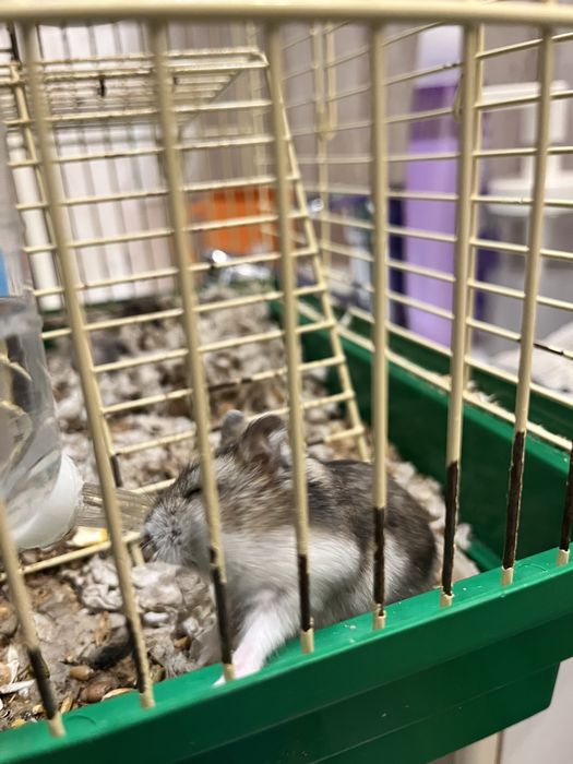 Джунгарські хомʼячки.