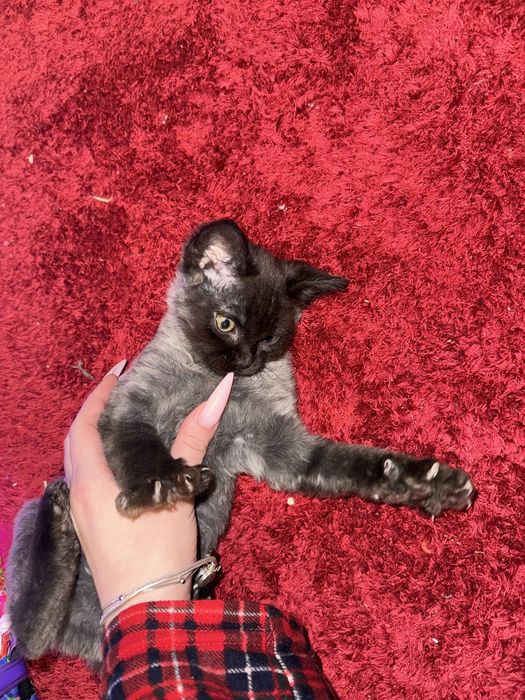 Відам котики в добрі руки