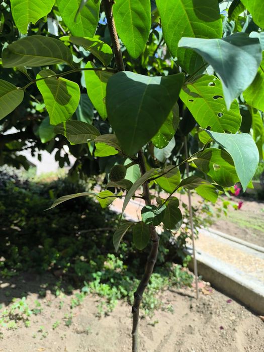 Anoneiras exóticas enxertadas