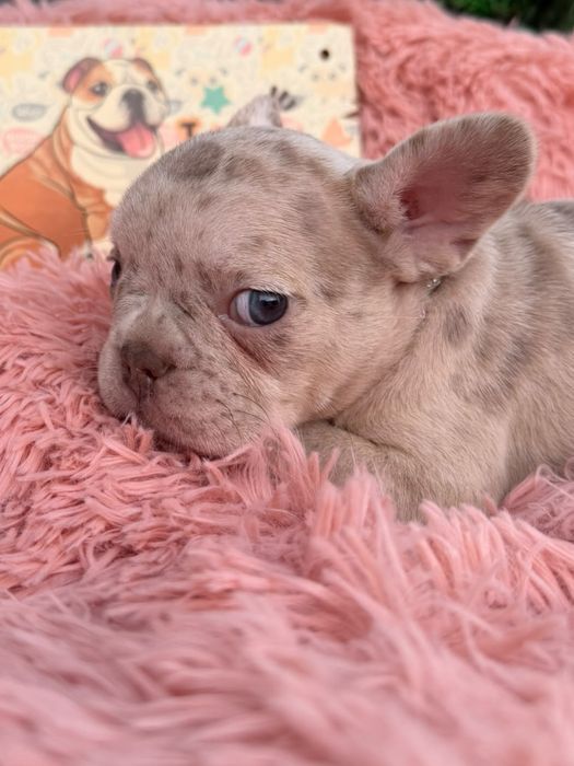 Menina buldog frances lilac merle