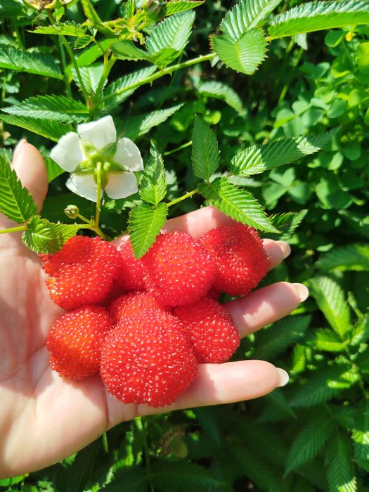 Продаємо саджанці малини.  Ремонтантна,  Літня,Тібецька.