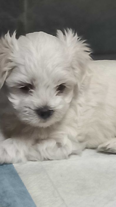 Uroczy Maltańczyk – szczeniak do kochającego domu