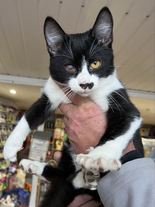 Кошеня 6 місяців