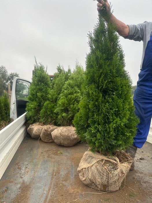 Tuja szmaragd kopana z gruntu 100 - 220cm