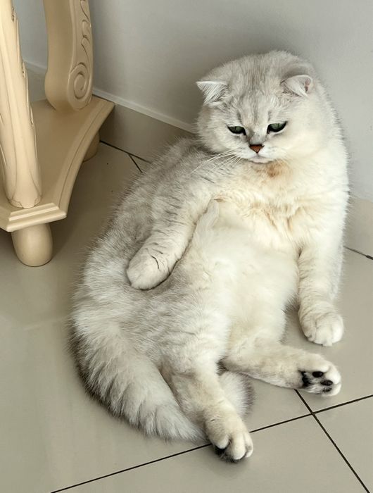 Британська шиншила вязка