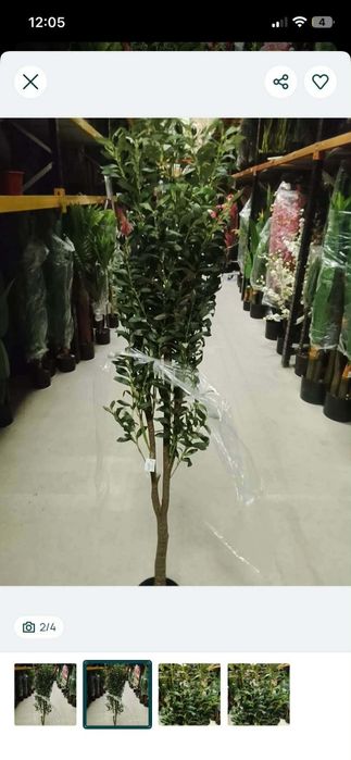 Oliveiras realistas 170 cm para decorações