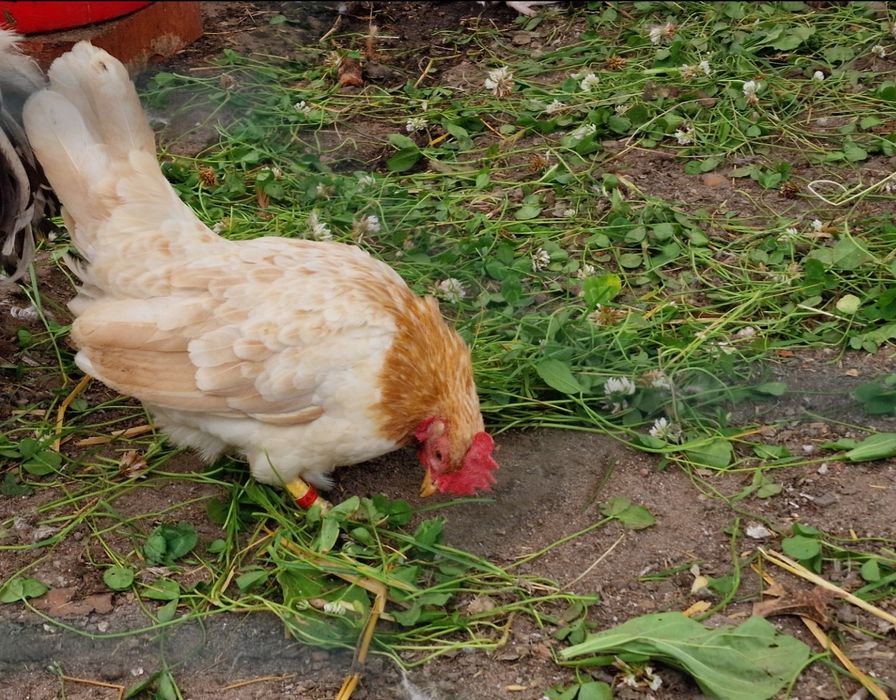 Jaja lęgowe- seramka malezyjska